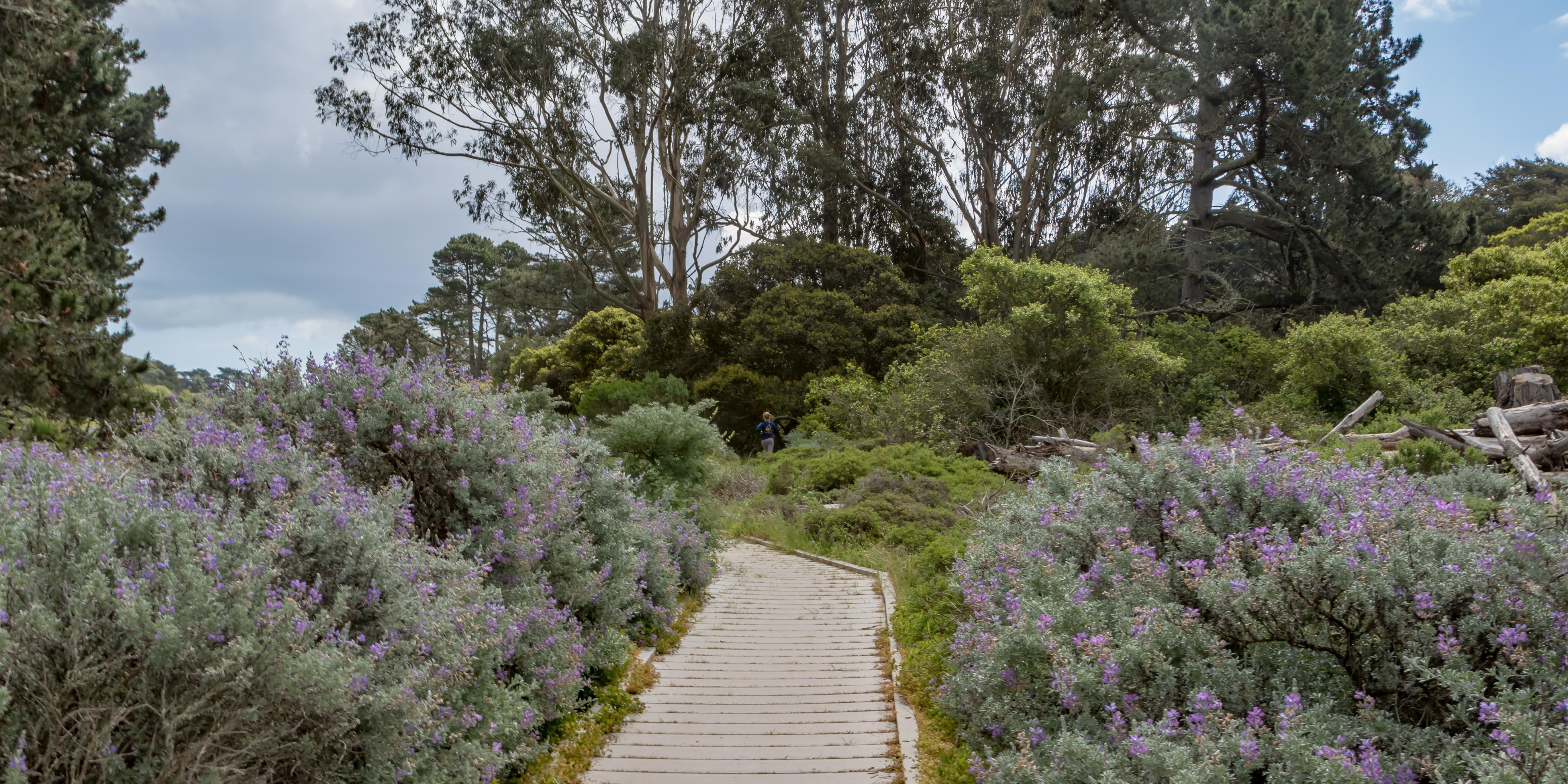 Lobos Creek Trail boardwalk