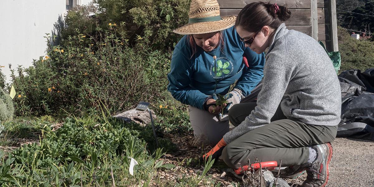 Presidio Native Plant Nursery