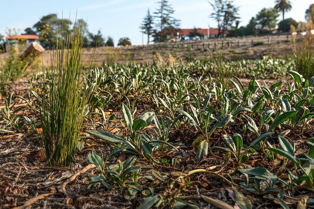 Seedlings