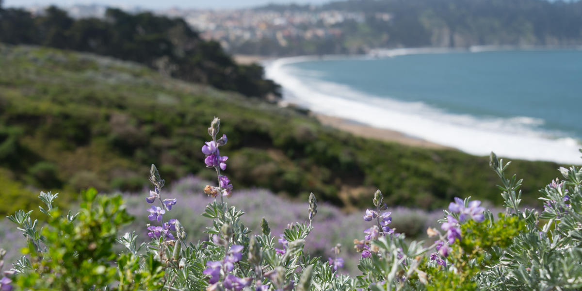 Flora surrounding the Presidio