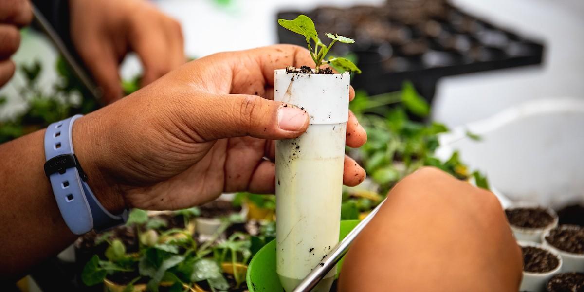 Close up of an intern working with plants