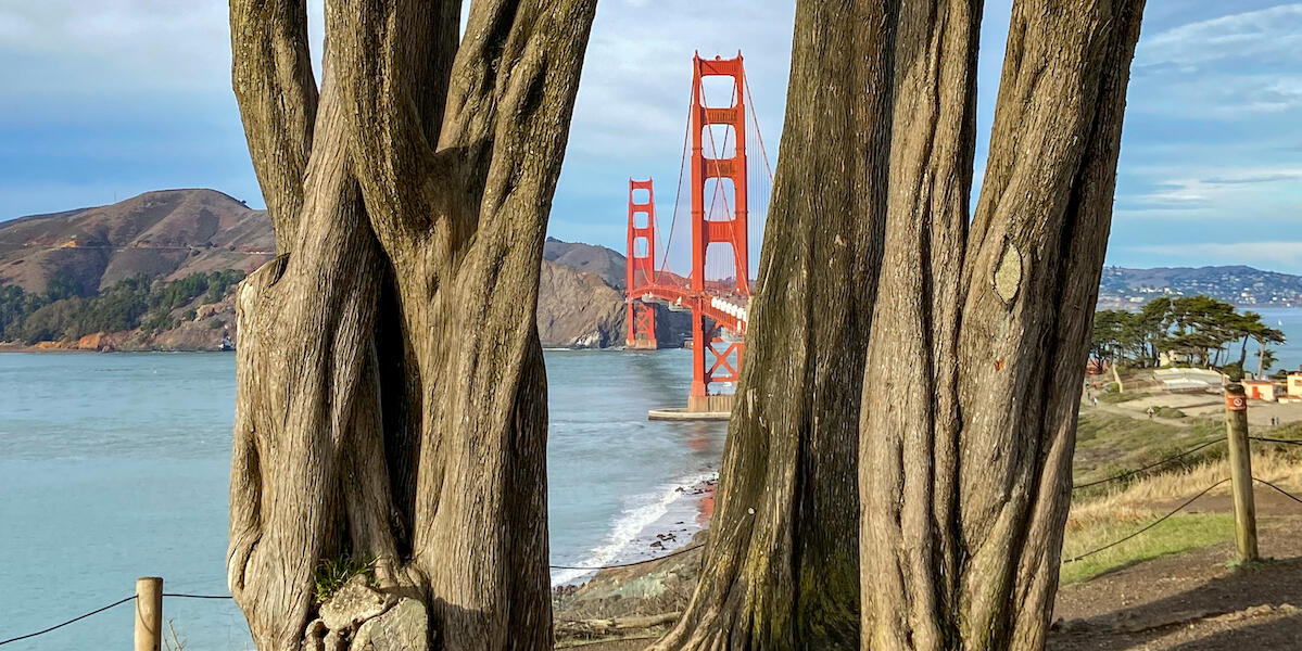 Golden Gate Bridge between two Cypress tree trunks.