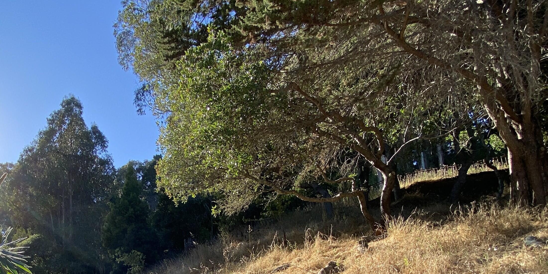 Large green trees growing aside a park trail.