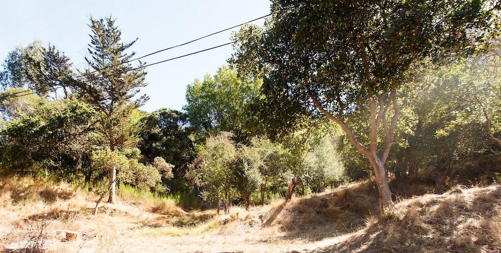 View of a park trail with trees in the background.