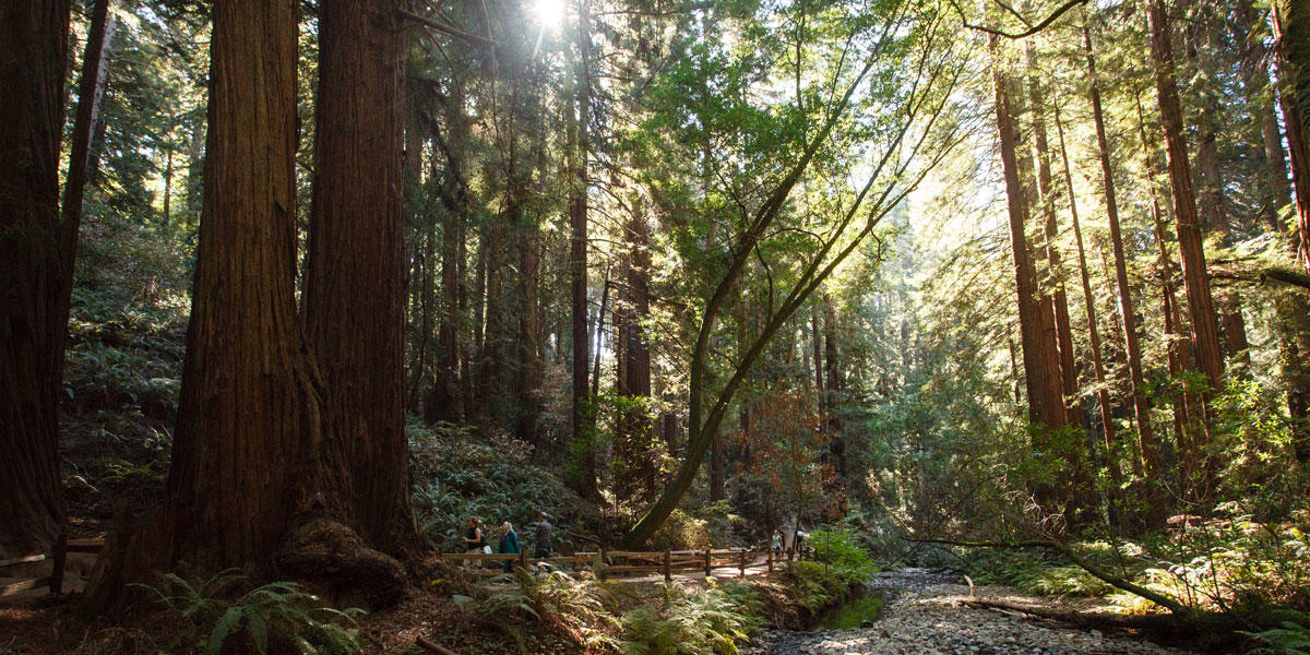 Sun shines through trees onto a stream and walkway in a forest