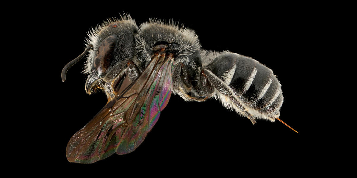 Tamalpais Bee Lab macrophotography. Shown is a black and white Protosmia rubifloris.