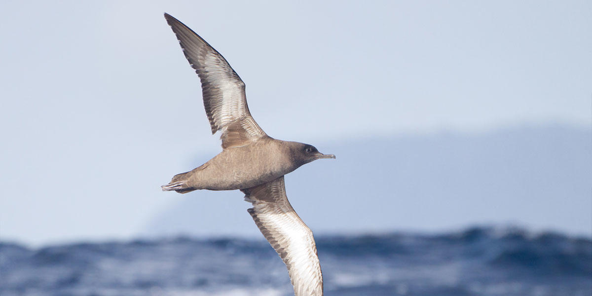 A Sooty Shearwater in flight above the water 