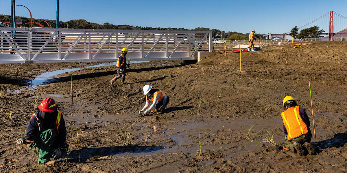 Planting at Quartermaster Reach wetlands