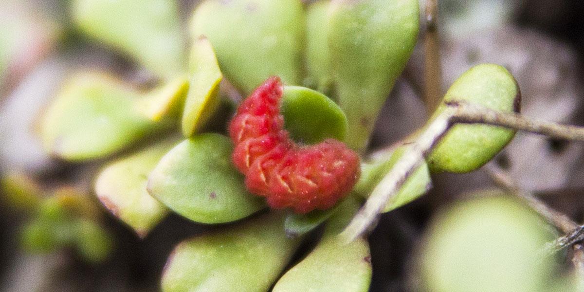 Small, bright red caterpillar on a plant