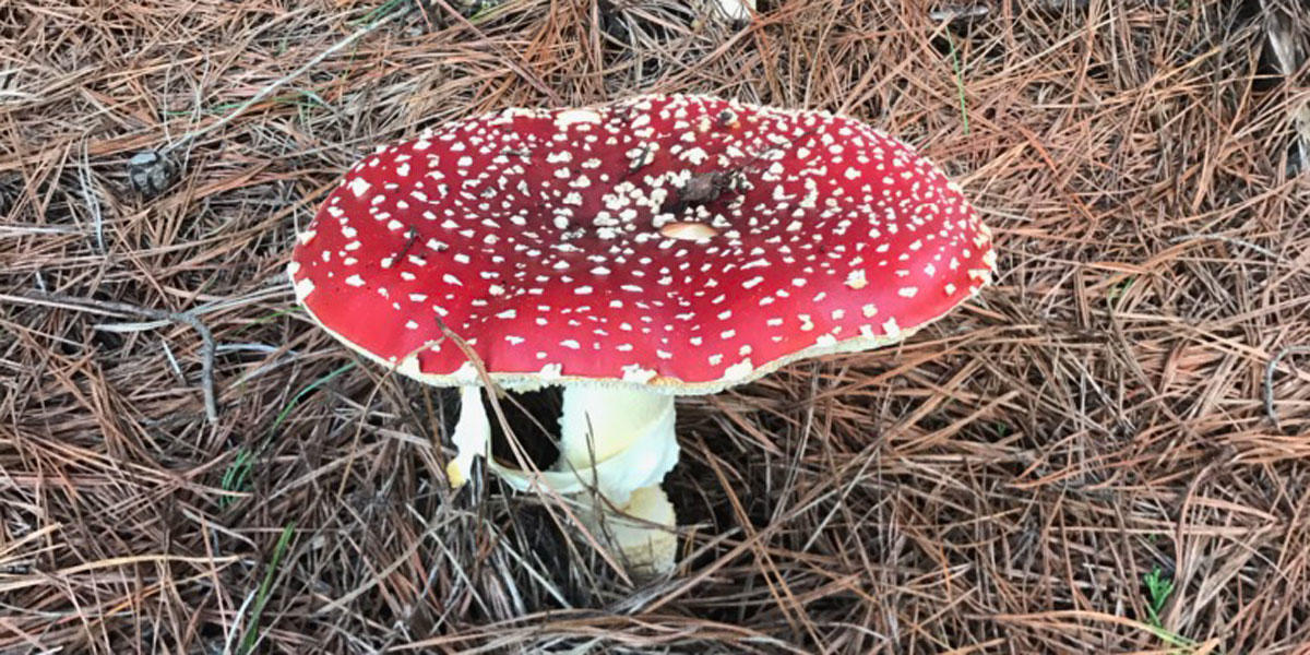A large flat mushroom with red cap and white spots grows breaks through pine needles covering the forest floor