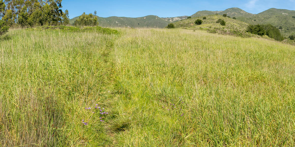 A trail cuts through tall grasses in a green field overlooking rolling hills in Rancho Corral de Tierra