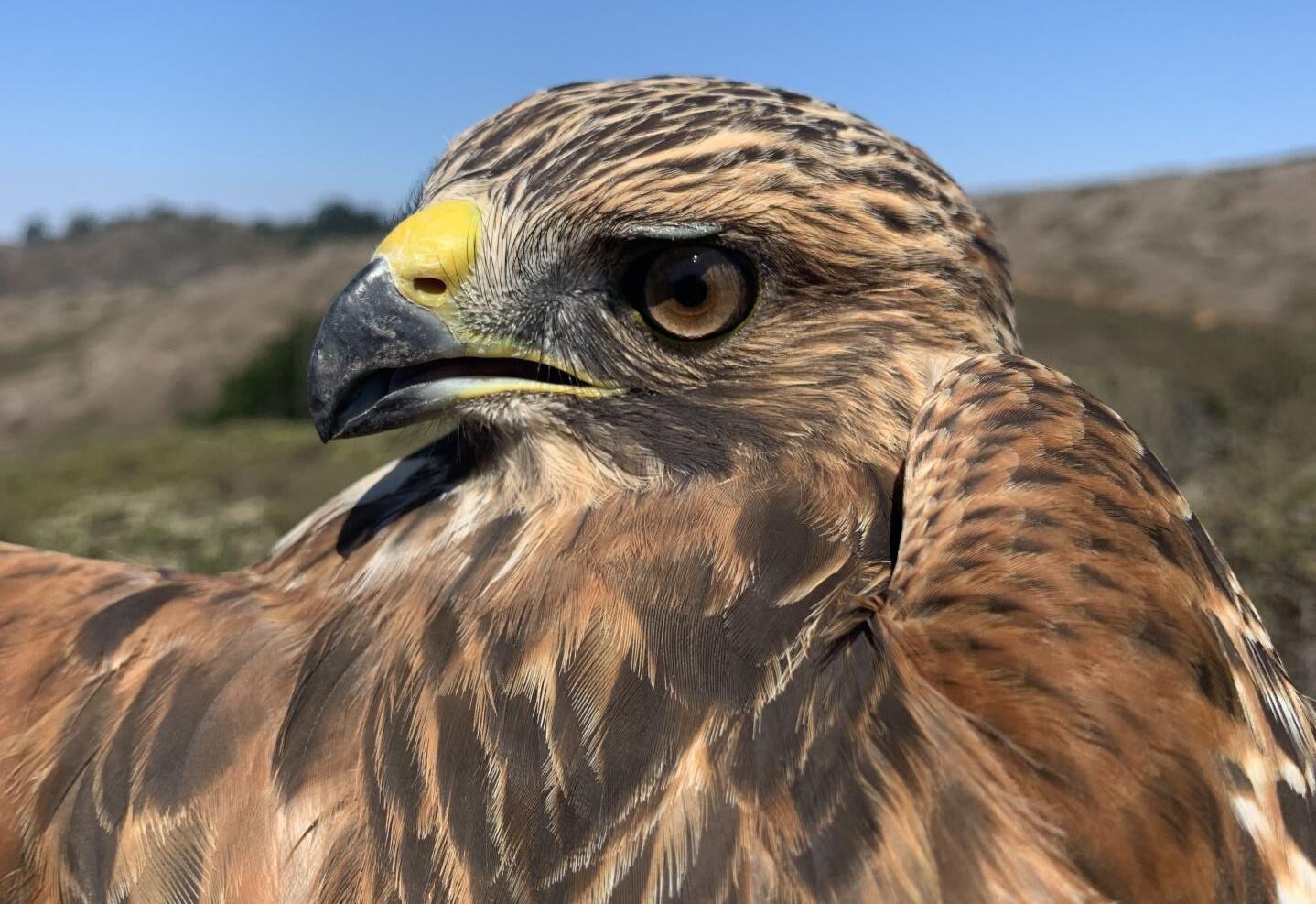 A Red-shouldered Hawk with brown and reddish-brown feathers looking over its shoulder, against a blue sky.