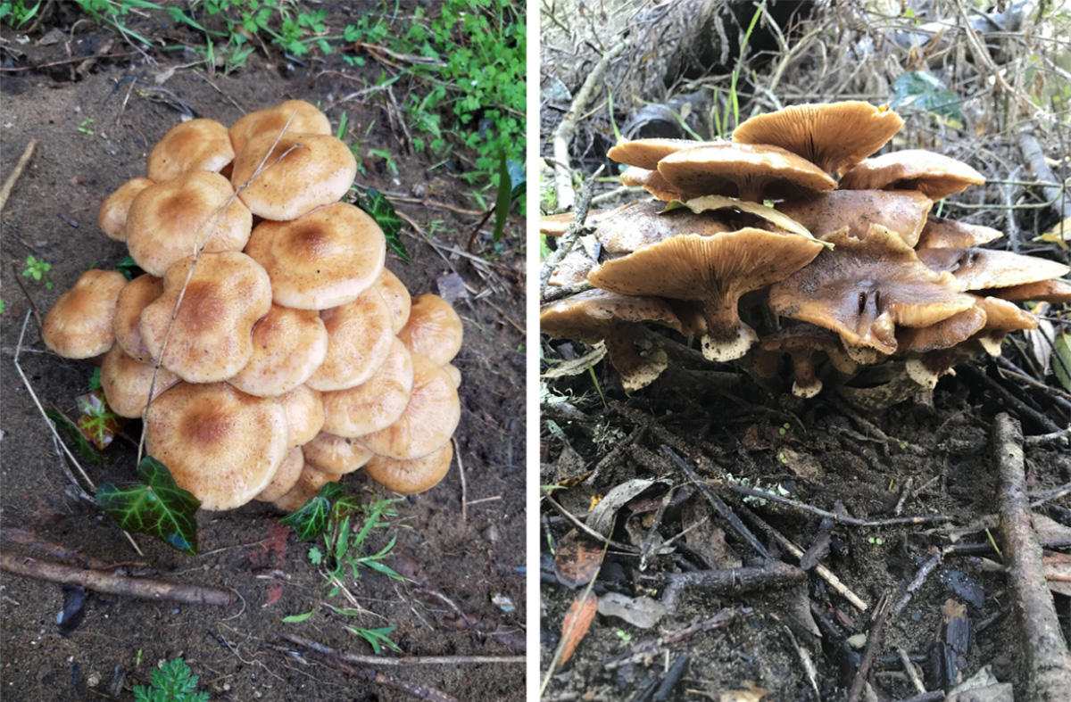 Honey Mushroom (Armillaria mellea) spotted at Lobos Creek in the Presidio.