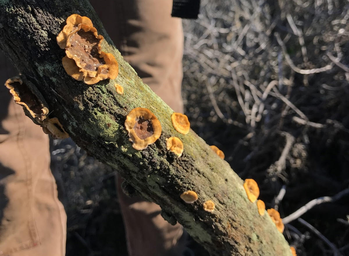 Hairy Curtain Crust (Stereum hirsutum) spotted at Fort Funston.