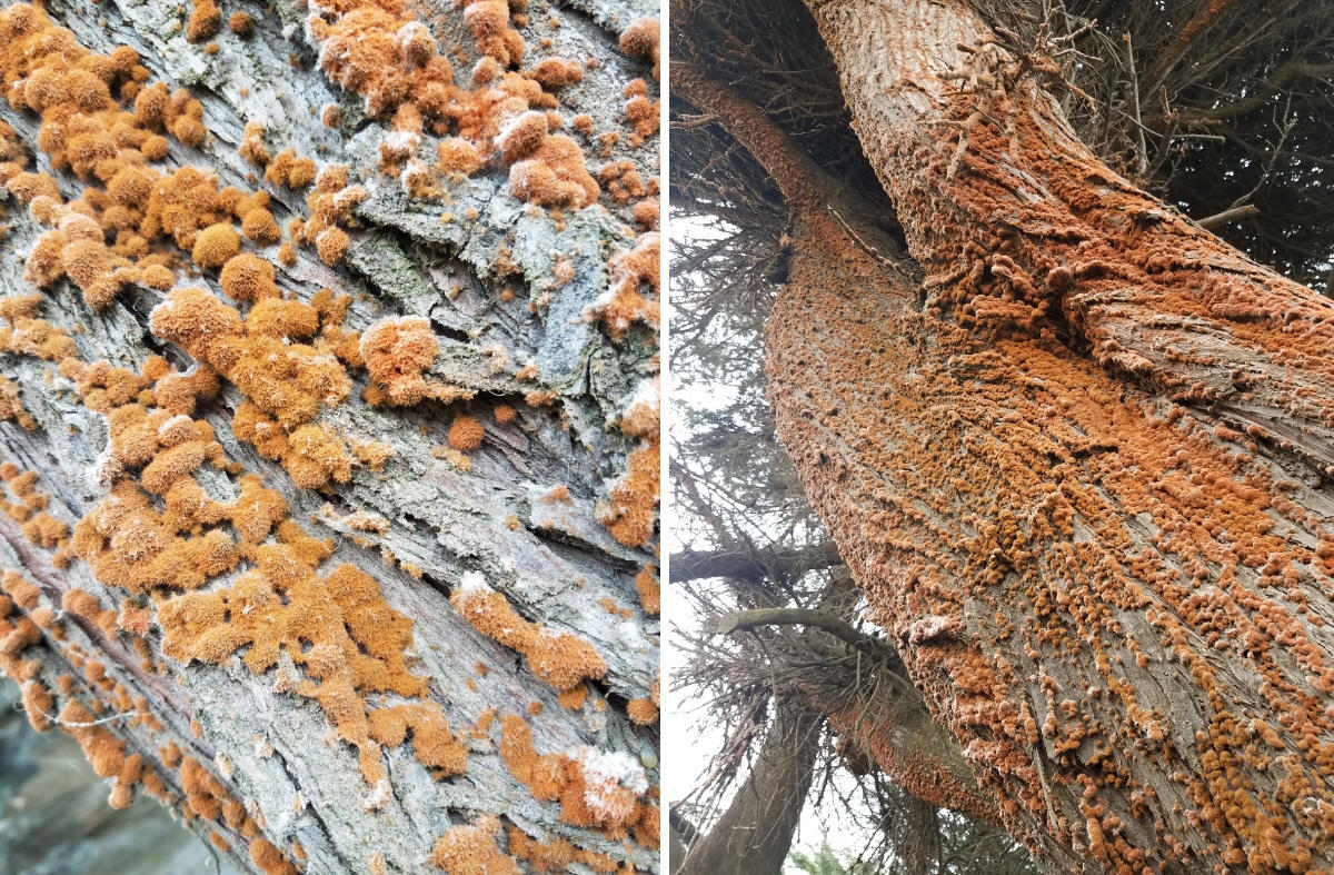 Trentepholia spotted at Lands End.