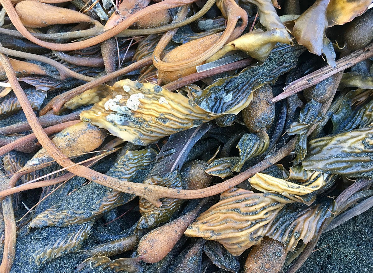 Giant Kelp (Macrocystis pyrifera) spotted at Ocean Beach. Giant Kelp (Macrocystis pyrifera) spotted at Ocean Beach.