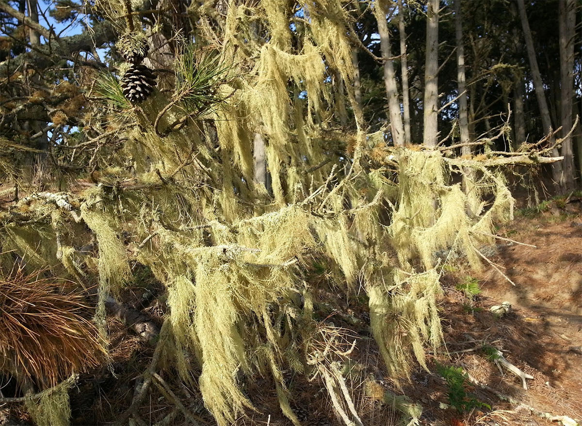 Lace Lichen (Ramalina menziesii) spotted in the Presidio.