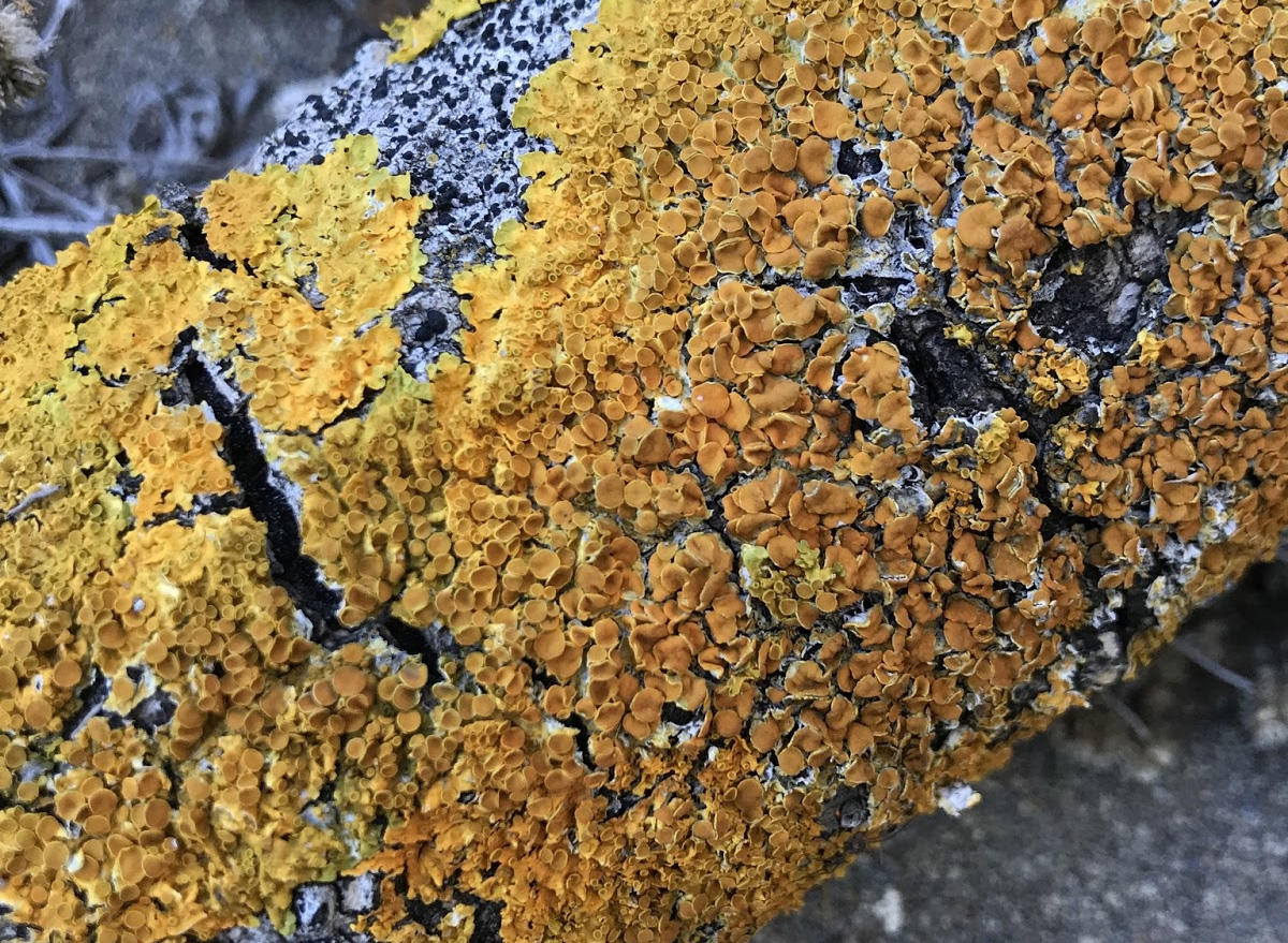 Maritime Sunburst Lichen (Xanthoria parietina) spotted in the Presidio.