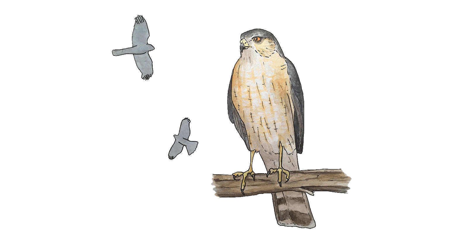 Sharp-shinned Hawk Illustration by Lora Roame