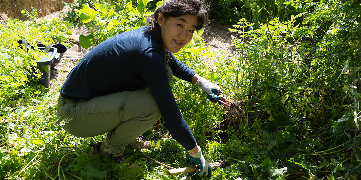 Weeding, gardening