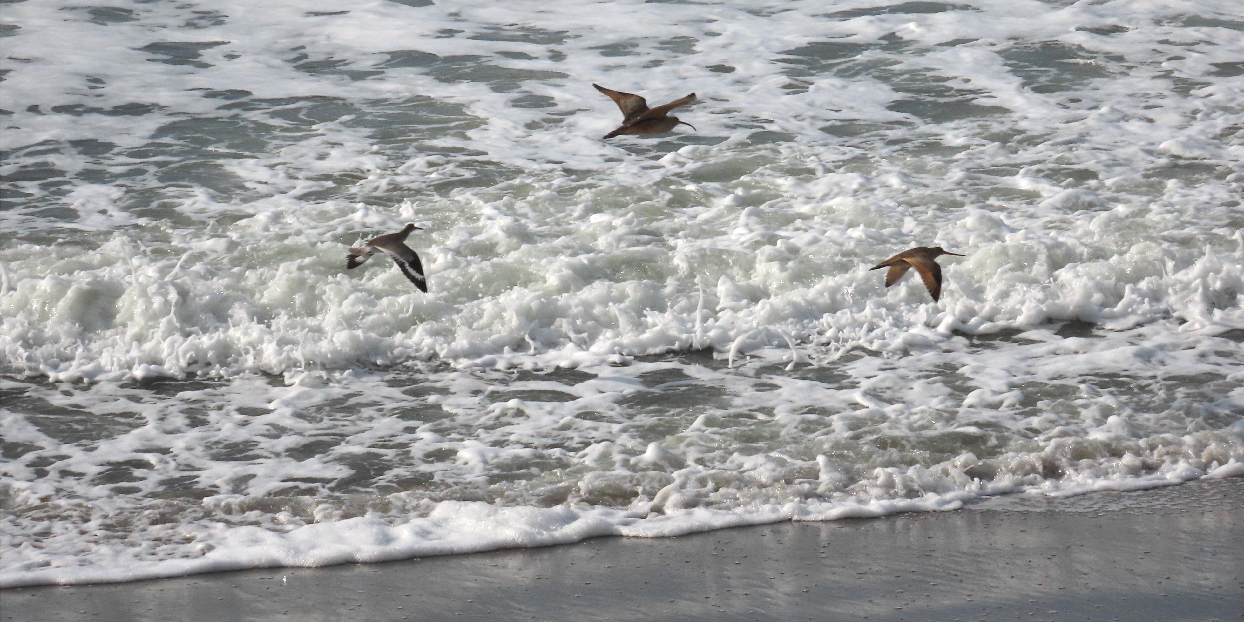 Rising Tides Shorebirds observed during perigean spring tide in January 2024