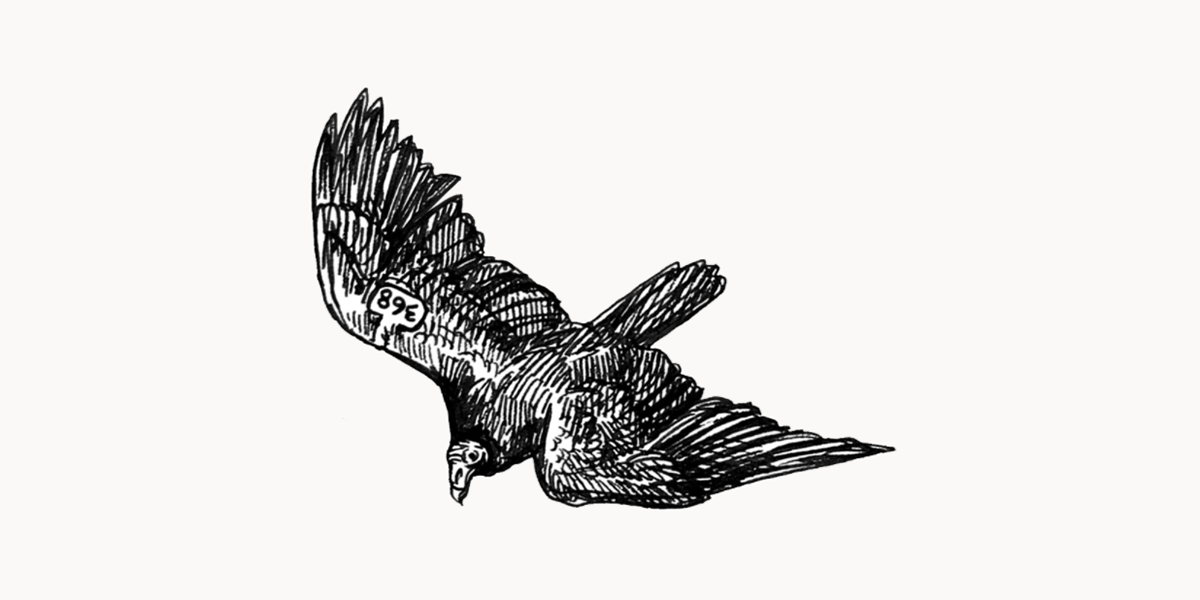 Turkey Vulture Illustration