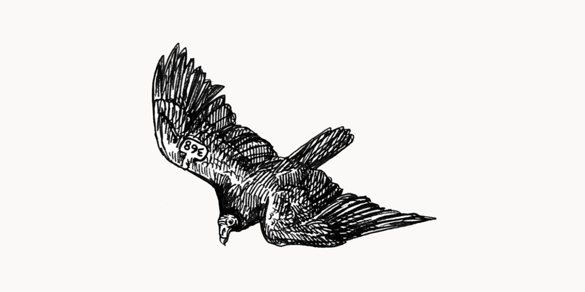Turkey Vulture Illustration Turkey Vulture Illustration