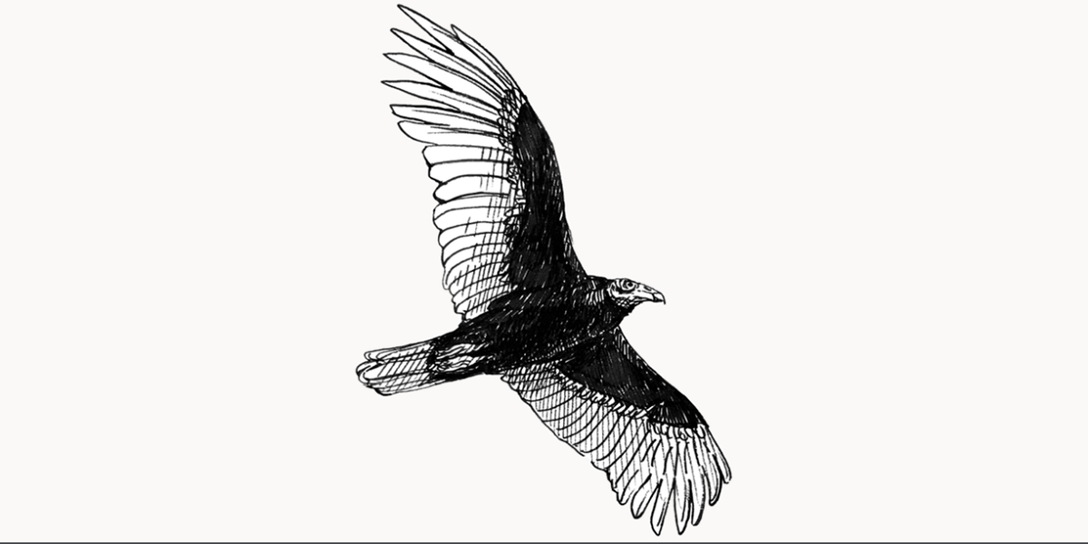 Turkey Vulture Illustration