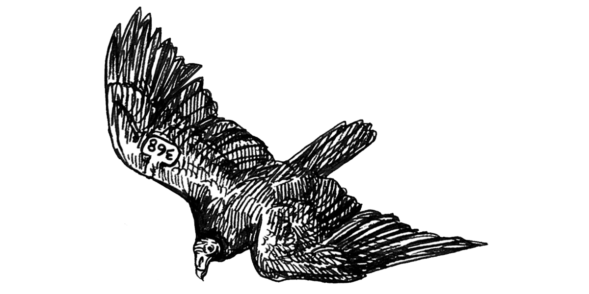 Illustration of soaring Turkey Vulture looking downward.