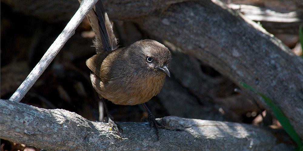 A wrentit finds comfort in the shade