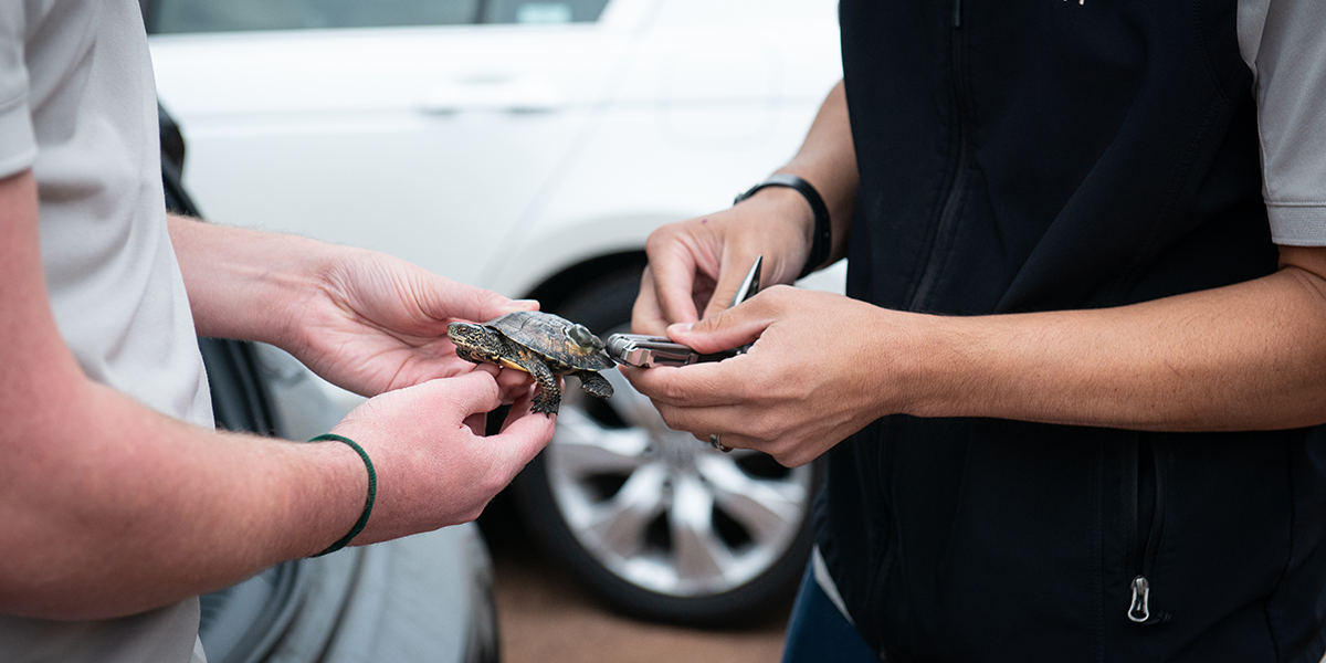 Western Pond Turtle Release