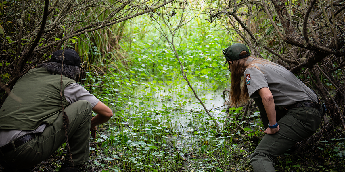 Western Pond Turtle Release