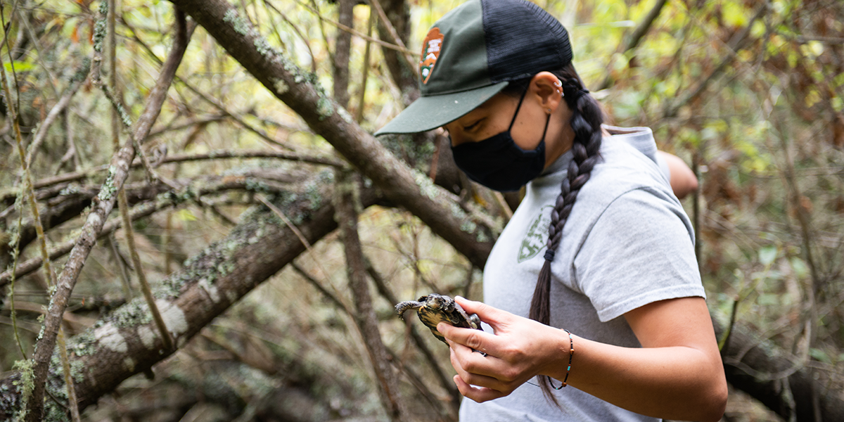 Western Pond Turtle Release