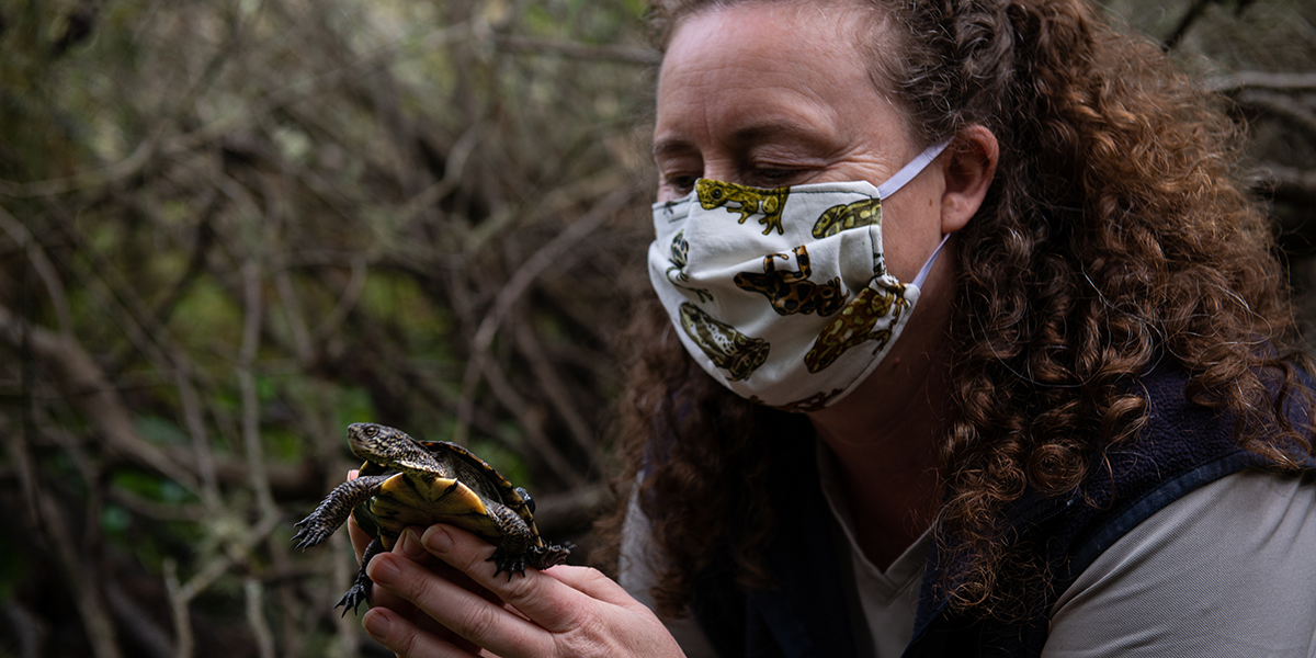 Western Pond Turtle Release