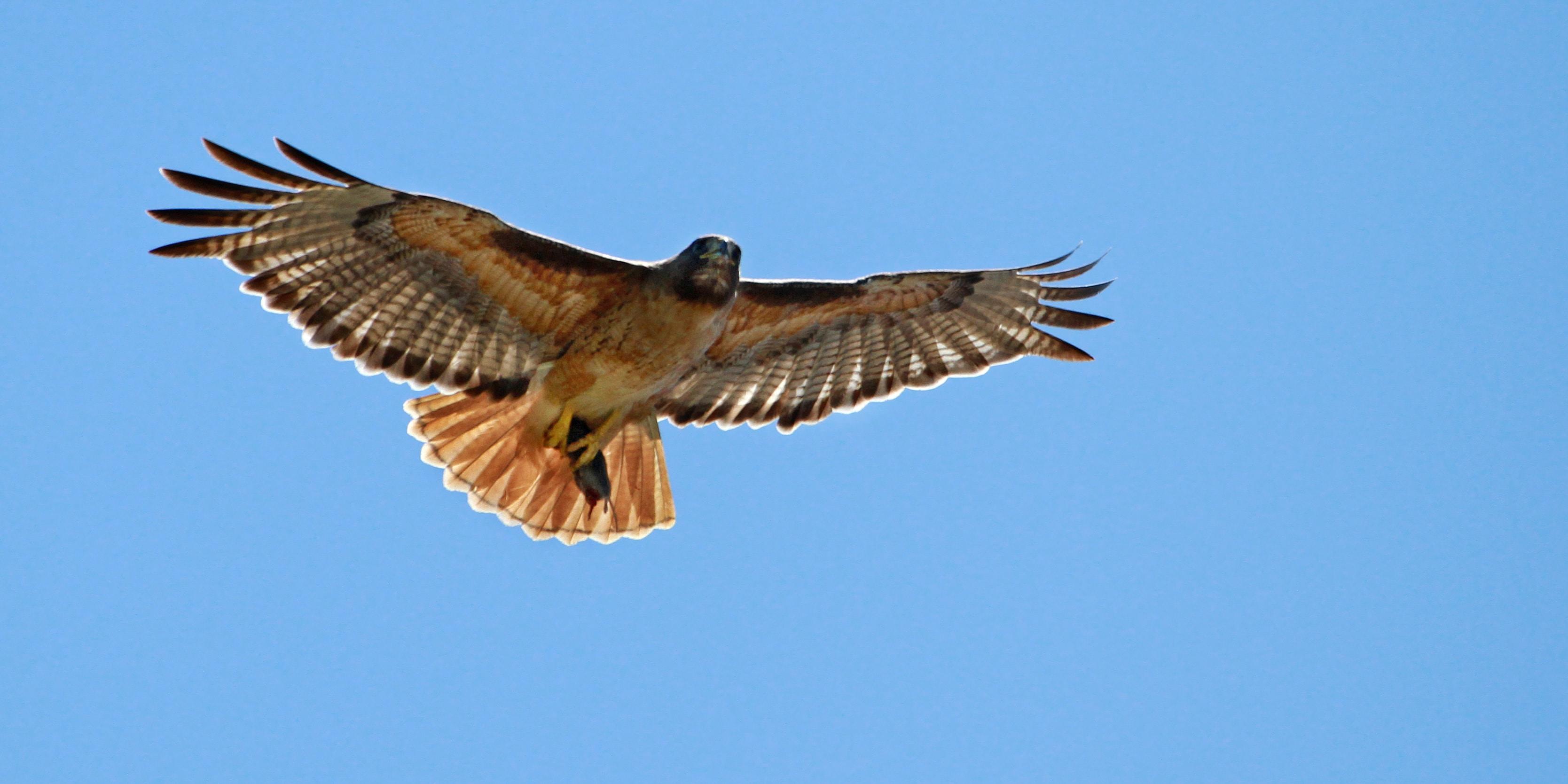 Soaring red-tailed hawk