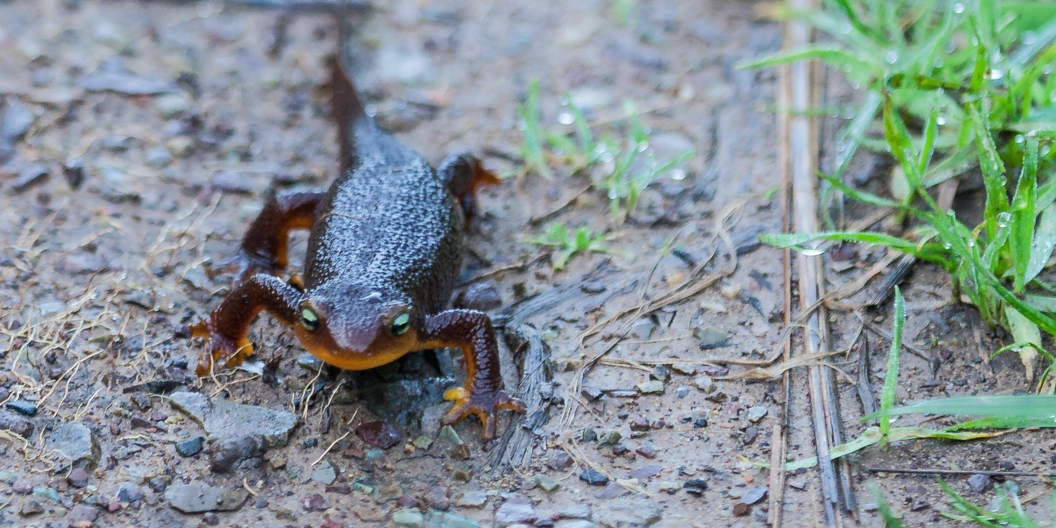 California newt
