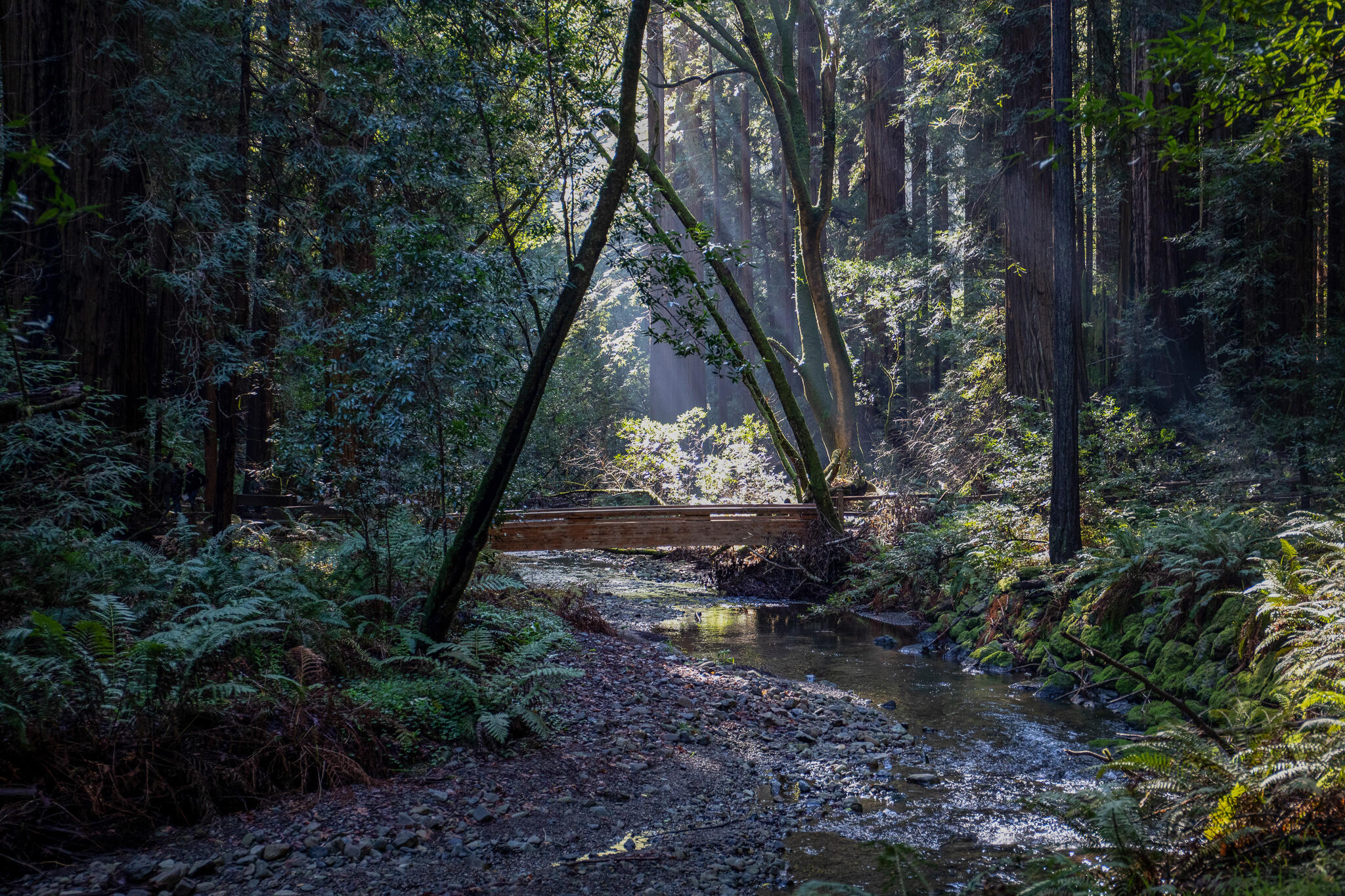 Bridge in Muir Woods Forest