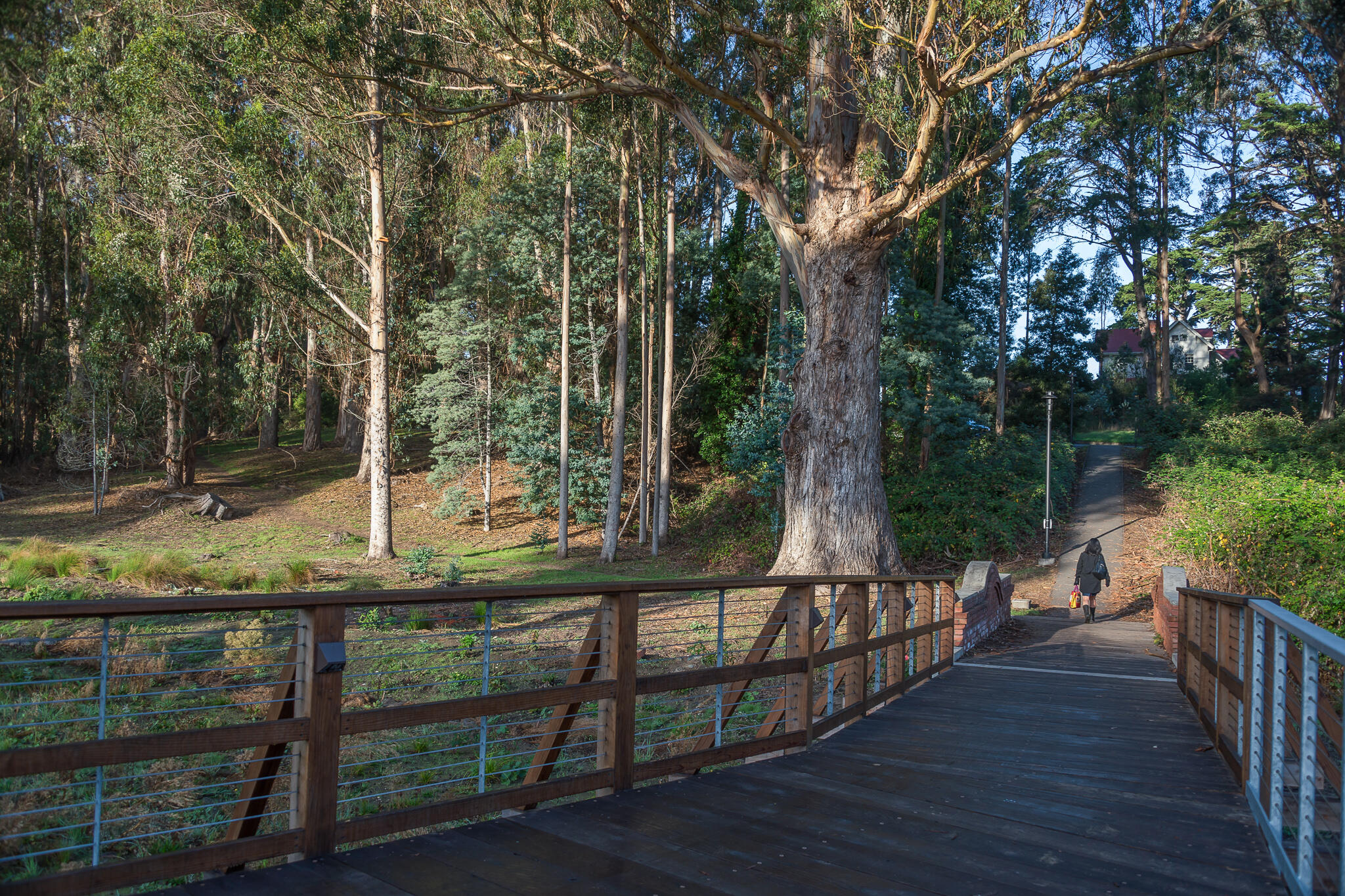 Visitor Strolling Through MacArthur Meadow