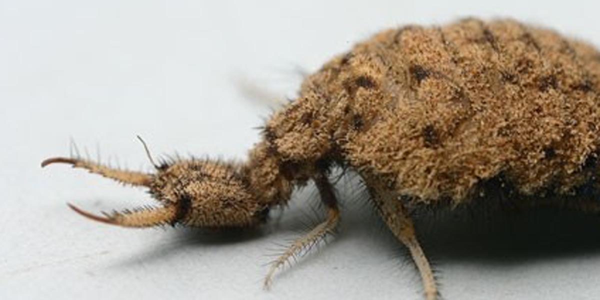 Antlion