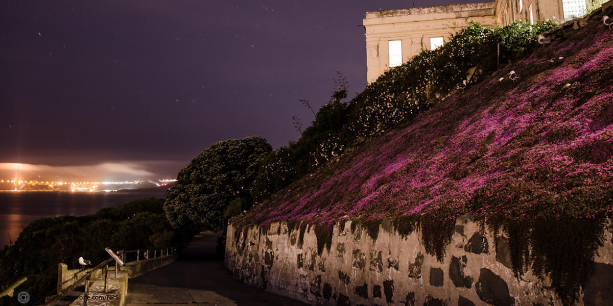 Two of the most-photographed icons in the park (Alcatraz and the Golden Gate) are captured in an astonishing, fresh way, thanks to a blanket of stars—and Persian carpet (Drosanthemum floribundum)