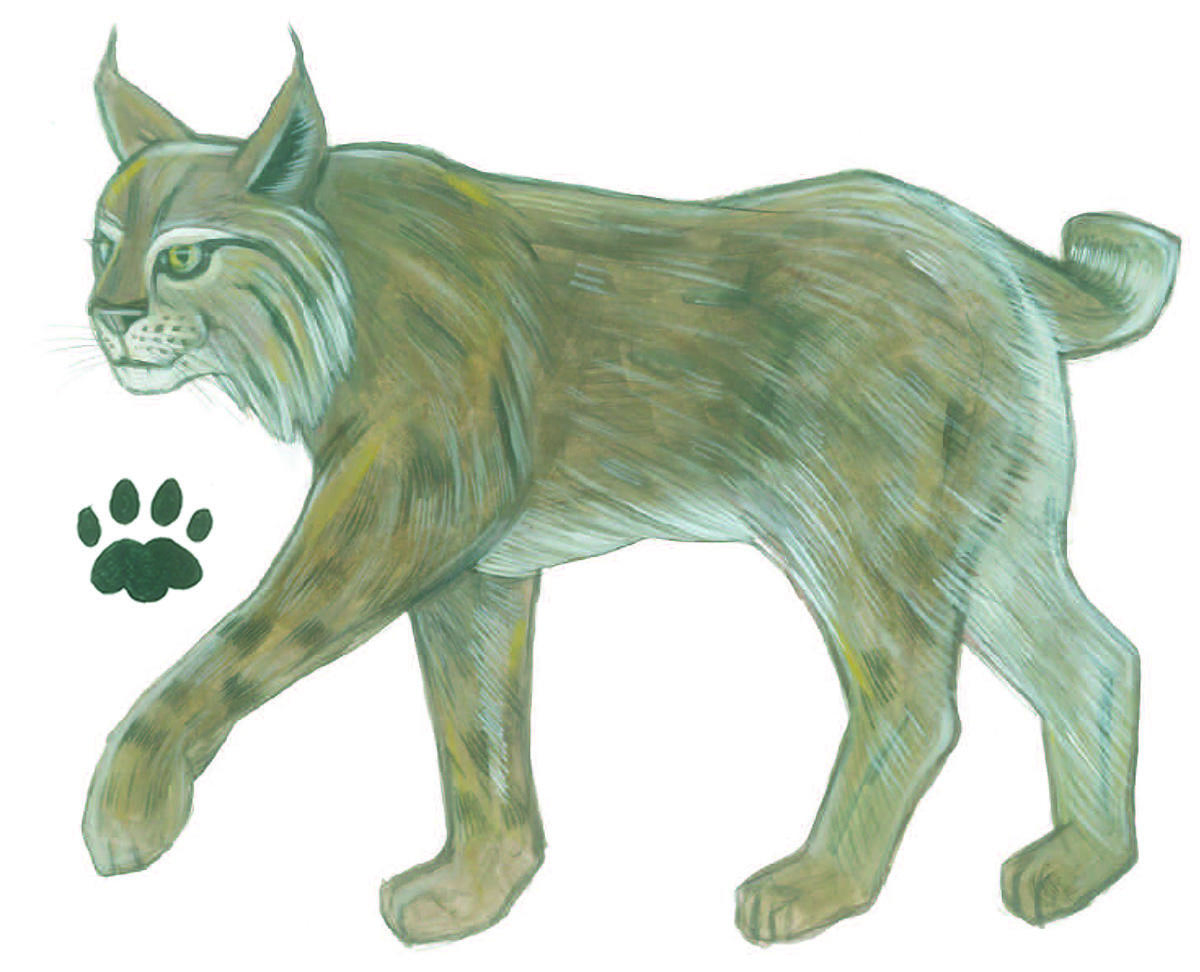 Bobcat illustration by Grey Arena.