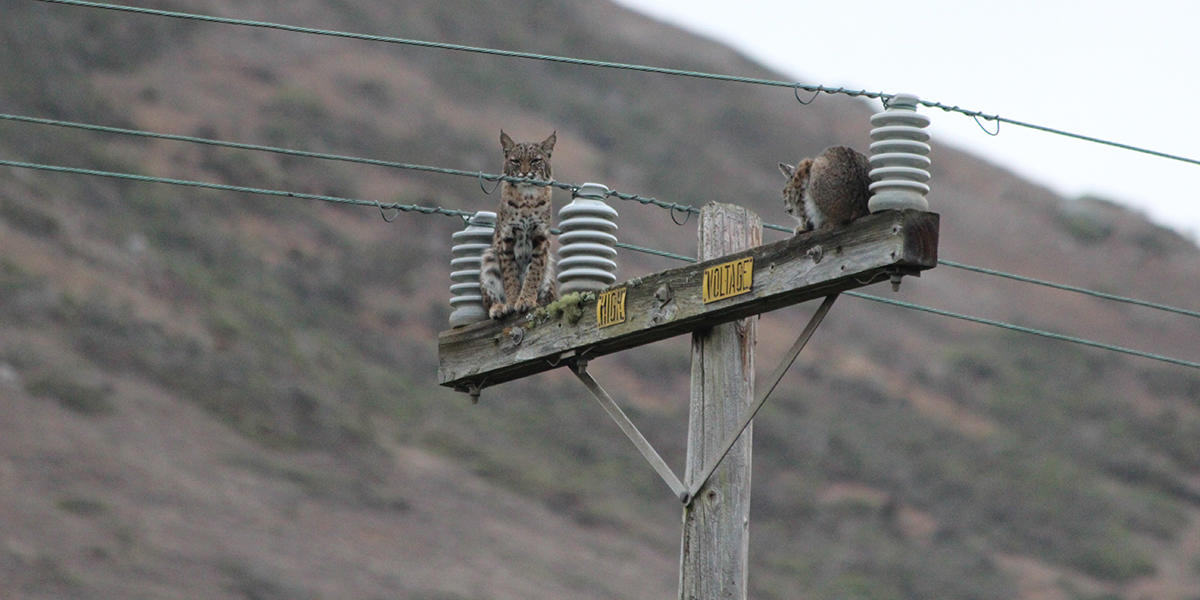 A Golden Gate Raptor Observatory volunteer snapped this photo in the Headlands; no one saw why the bobcats went up the pole, or when they came down.