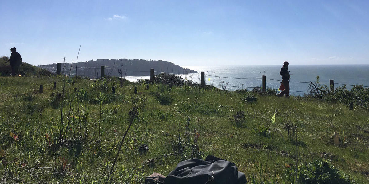 Volunteers restore a natural habitat overlooking the Pacific Ocean