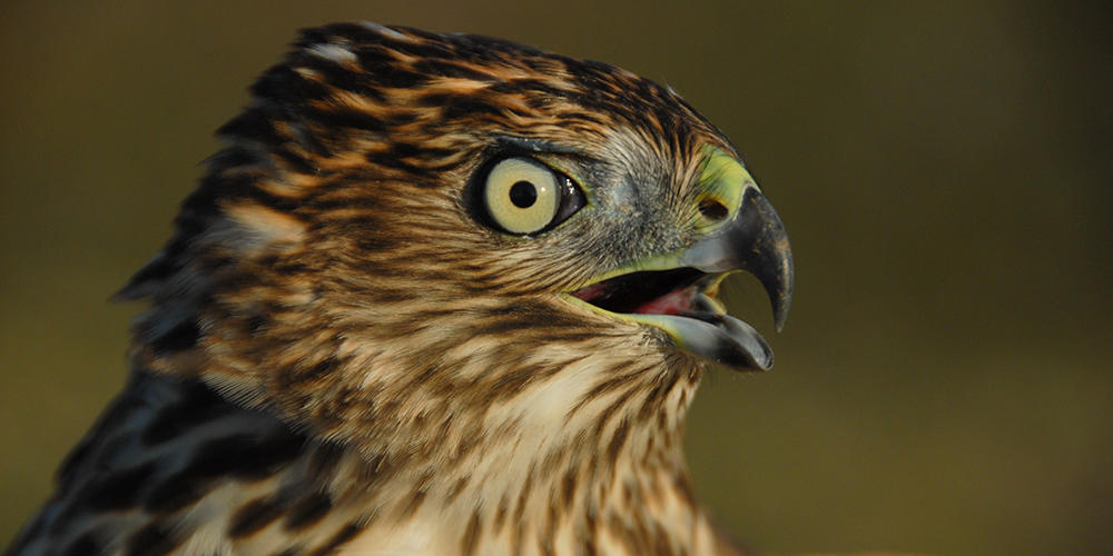 Cooper's Hawk