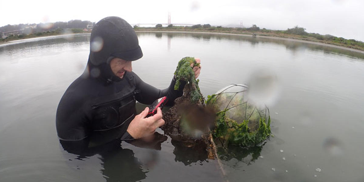 Measuring oyster growth at Crissy Marsh.