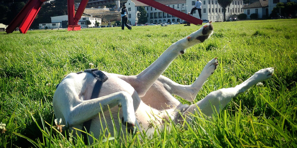 A canine connoisseur of modern art pays homage to one of the pieces by Mark di Suvero on Crissy Field