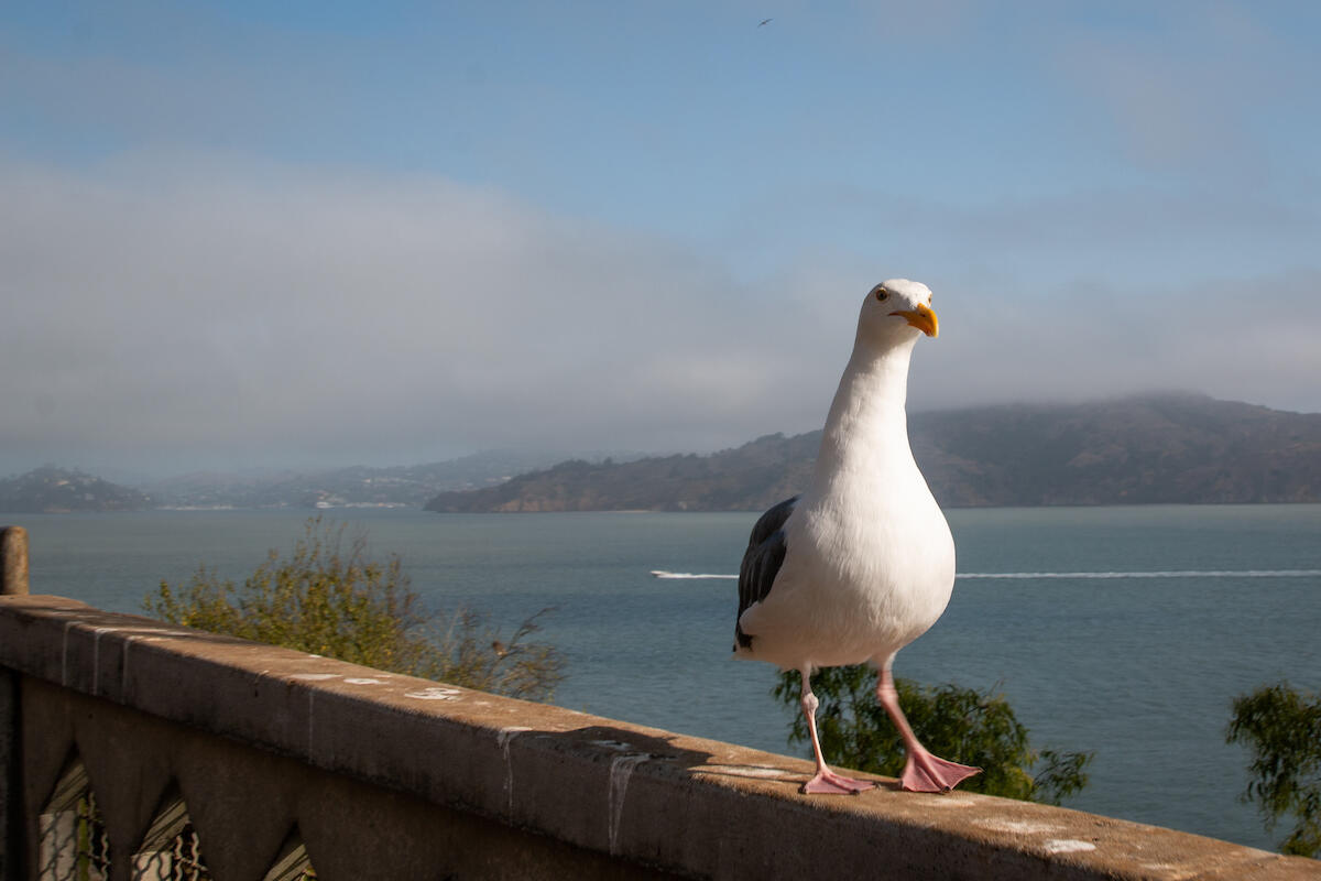 Western Gull Strolling on Alcatraz