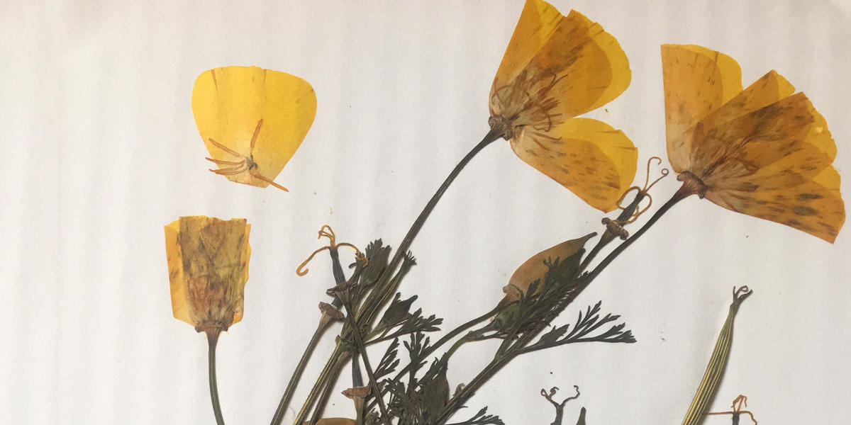 Alcatraz Gardens Class Series: Herbarium and Plant Pressing