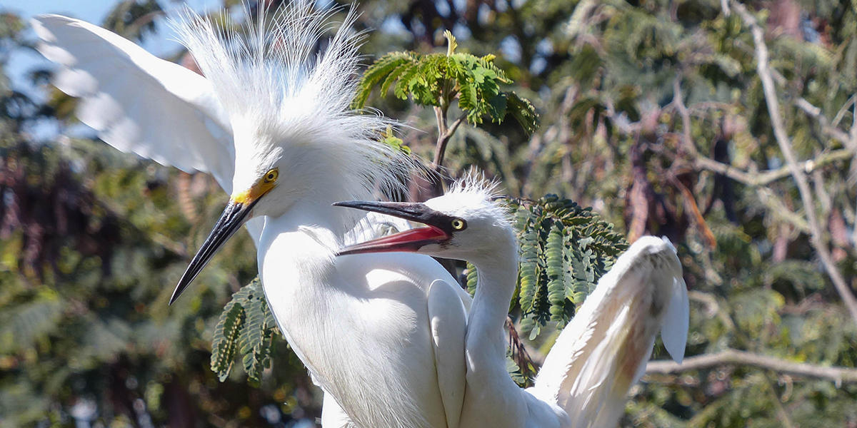 Alcatraz Waterbirds Tour