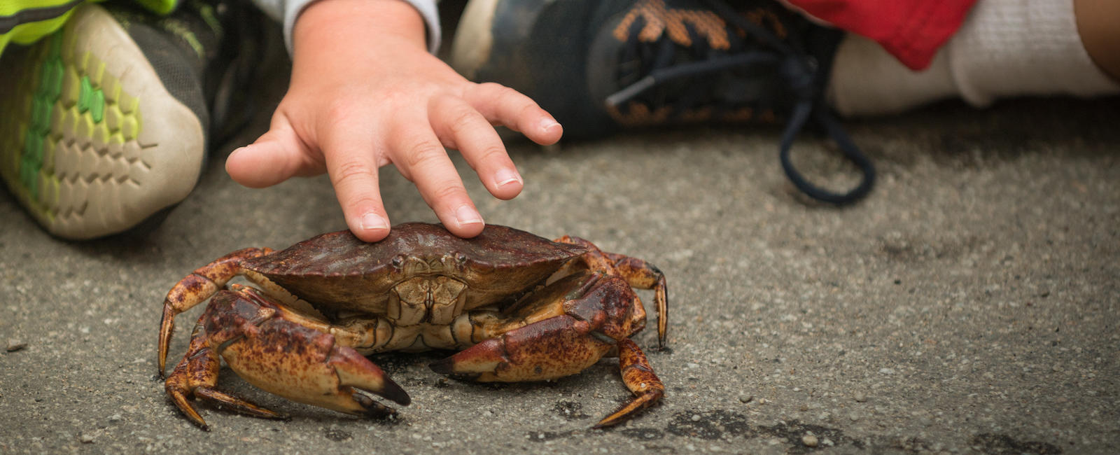 Dungeness crab 
